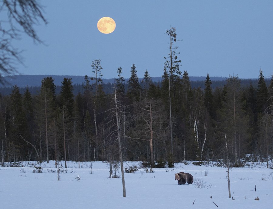 10. Markku Teiramaa: Karhu kuutamolla